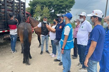 Por decreto, se prohíben las cabalgatas en zona urbana de Palmira