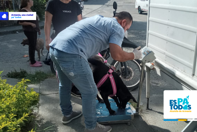 Sin costo, se han esterilizado 718 mascotas en 7 barrios de Armenia