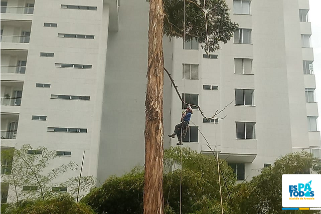 Tala de 15 árboles por emergencia en Providencia y Profesionales contó con permisos ambientales y serán sustituidos con 50 especies adecuadas