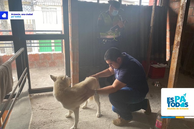 Bienestar Animal atendió llamado ciudadano para protección de lobo siberiano en Armenia