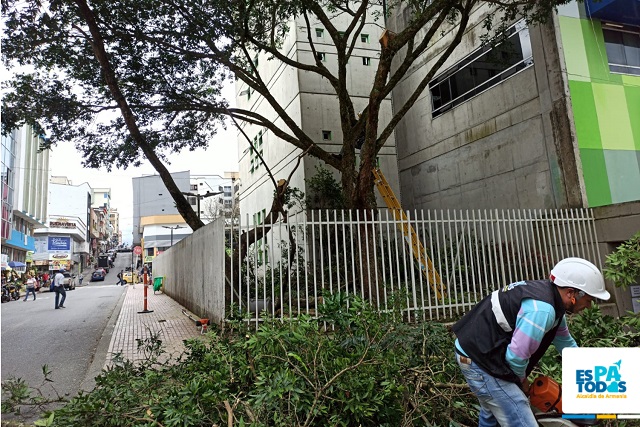 Por riesgo, Alcaldía ha intervenido 1.100 árboles en el área urbana