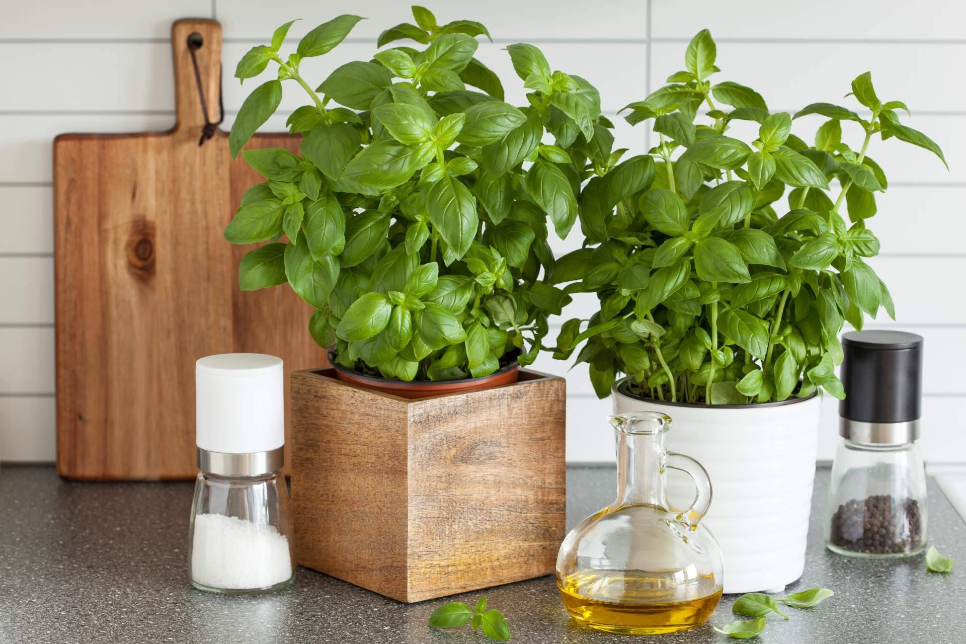 Cómo cultivar hierbas aromáticas en casa