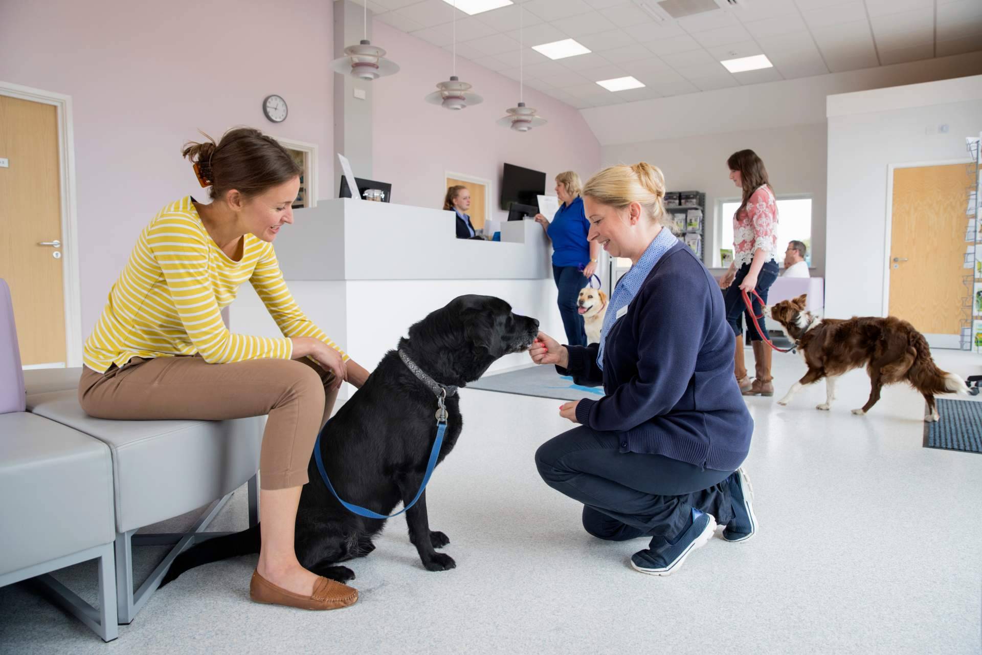 Mejor Hablemos realiza evaluaciones psicológicas emotional support animal para viajar con mascota