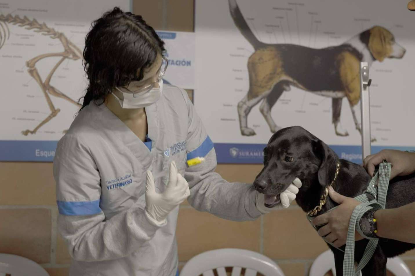 Jornadas gratuitas de bienestar animal del Politécnico de Suramérica objetivo; Reconocimiento del programa Auxiliar Veterinario del Politécnico de Suramérica
